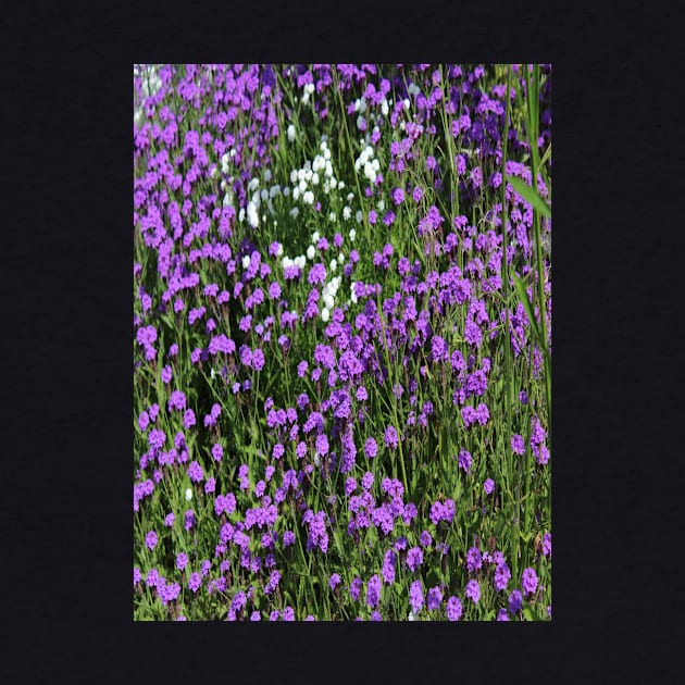 Photo Violet Fields of Flowers by k-creatif